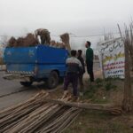 نهال صنوبر اصلاح شده