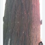 نهال صنوبر اصلاح شده