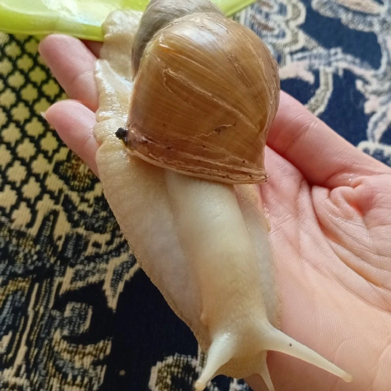 حلزون اچاتینا