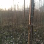 نهال صنوبر اصلاح شده